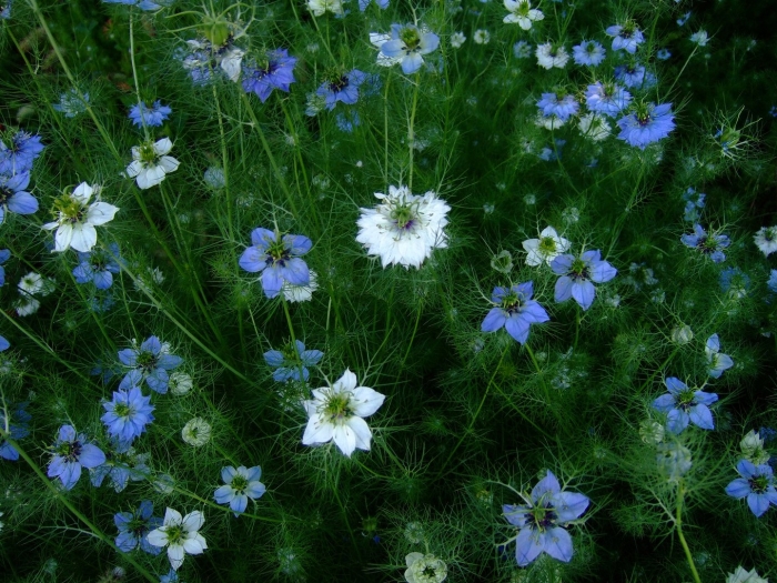 Чернушка нигелла дамасская