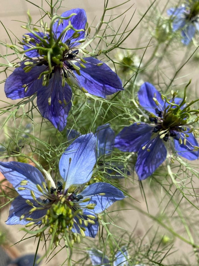 Нигелла посевная дива