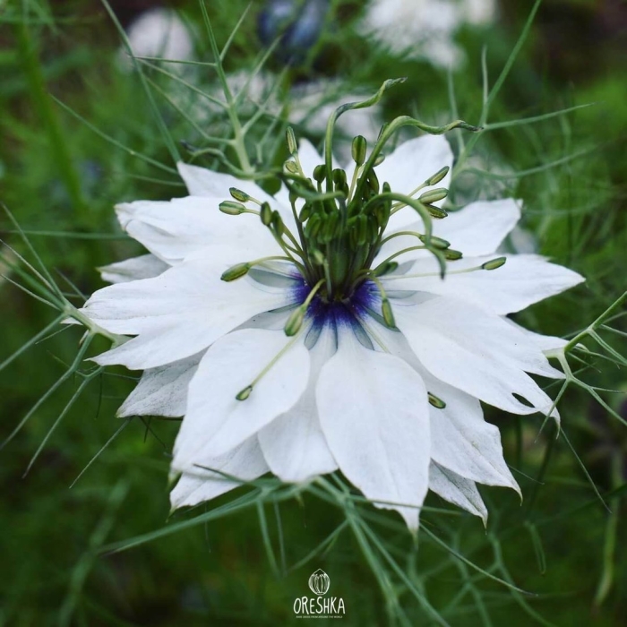 Нигелла земляничная