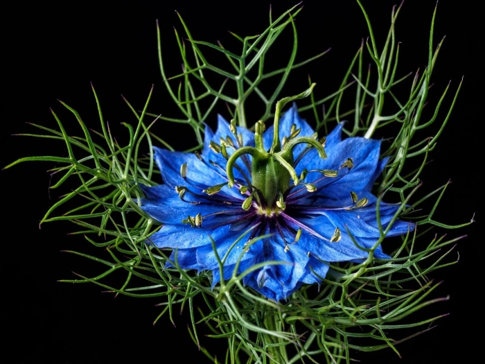 Чернушка нигелла дамасская