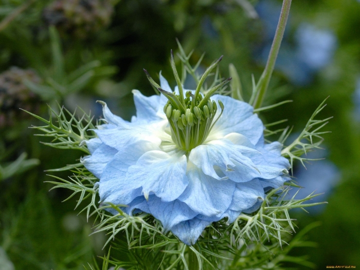 Цветок чернушка нигелла