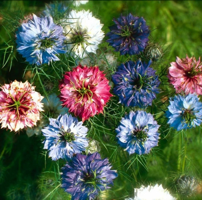 Нигелла дамасская