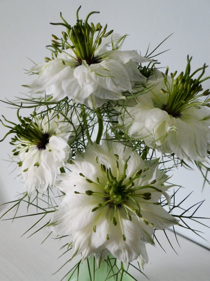 Черный тмин цветок