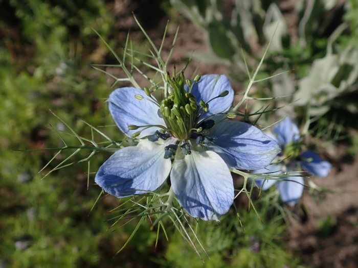 Nigella damascena