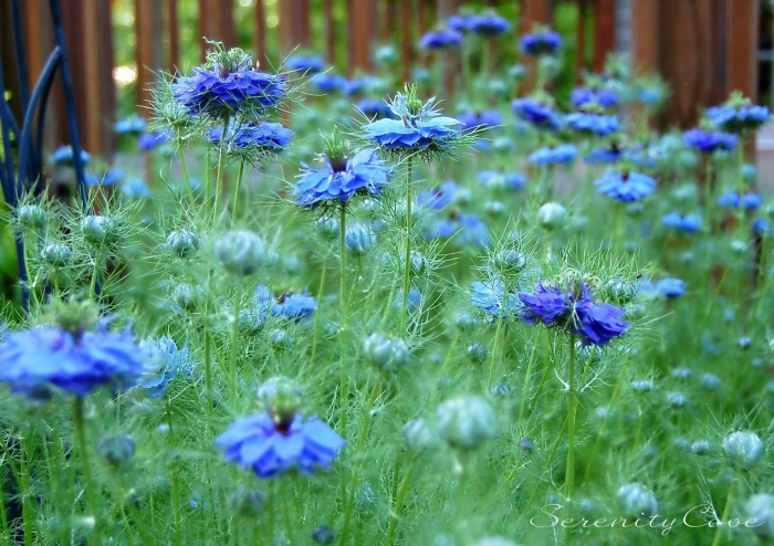 Чернушка нигелла дамасская рассада