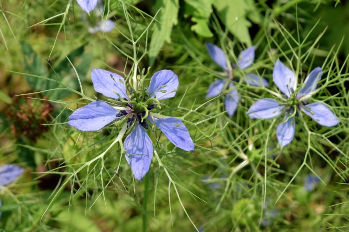 Чернушка нигелла дамасская