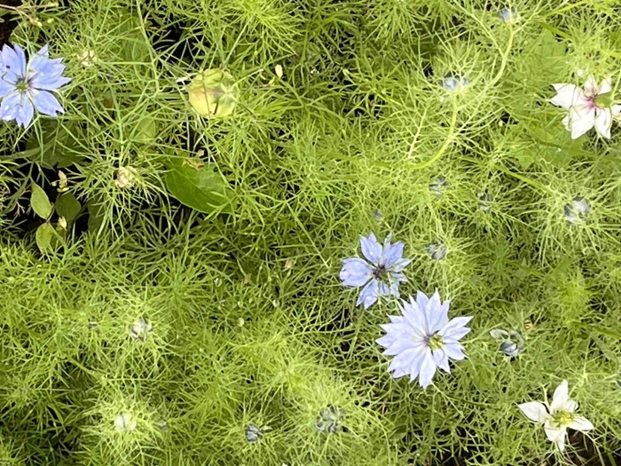 Нигелла цветок