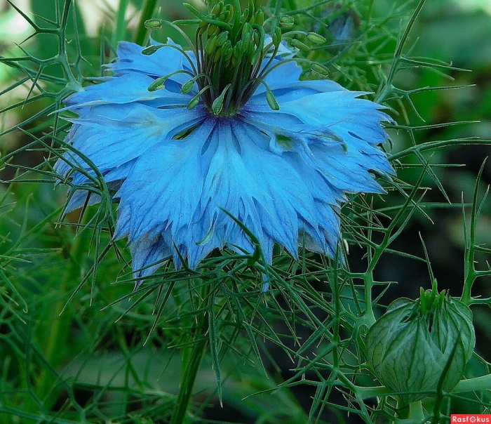 Чернушка нигелла дамасская