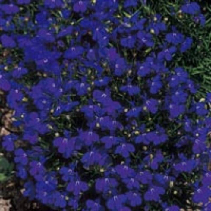 Лобелия эринус