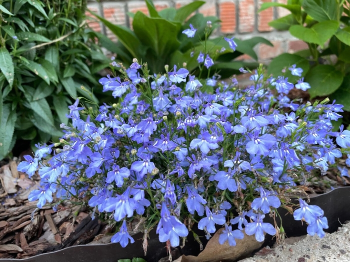 Лобелия каскадная