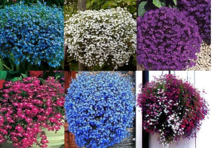 Лобелия ампельная голубой фонтан