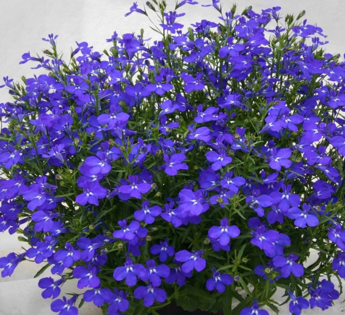Лобелия ампельная регата марин блю