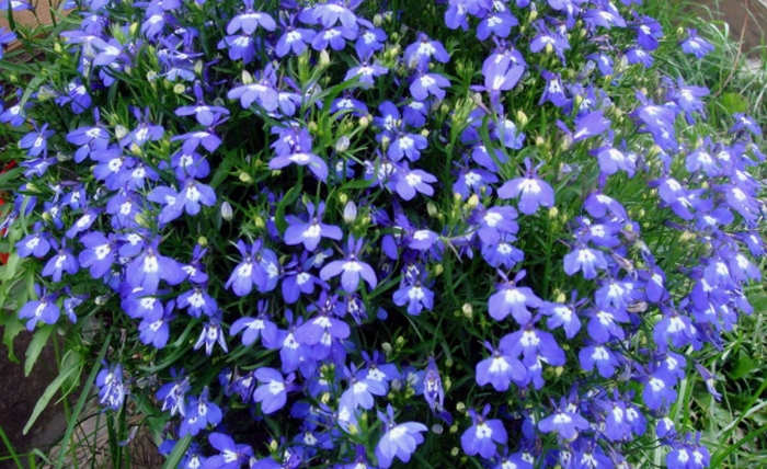 Лобелия синяя