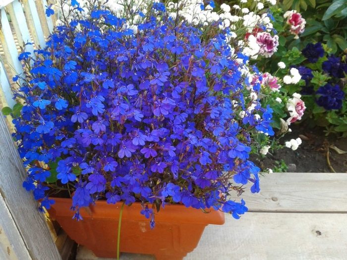 Лобелия ежевидная ампельная