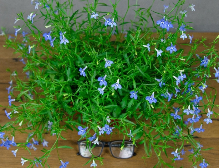 Лобелия каскадная голубая