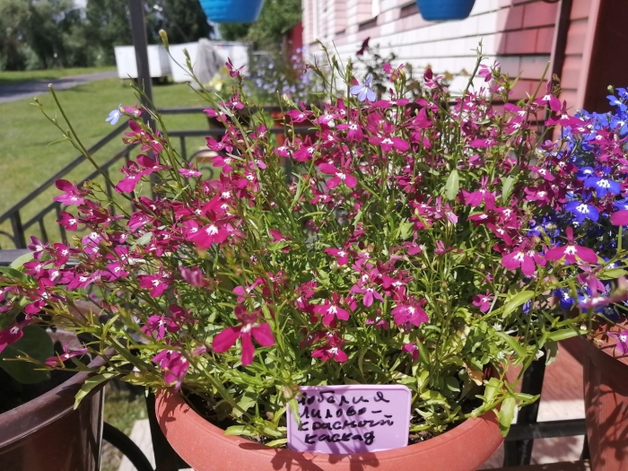 Лобелия рубиновый фонтан