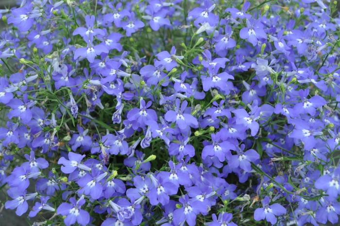 Лобелия эринус ампельная