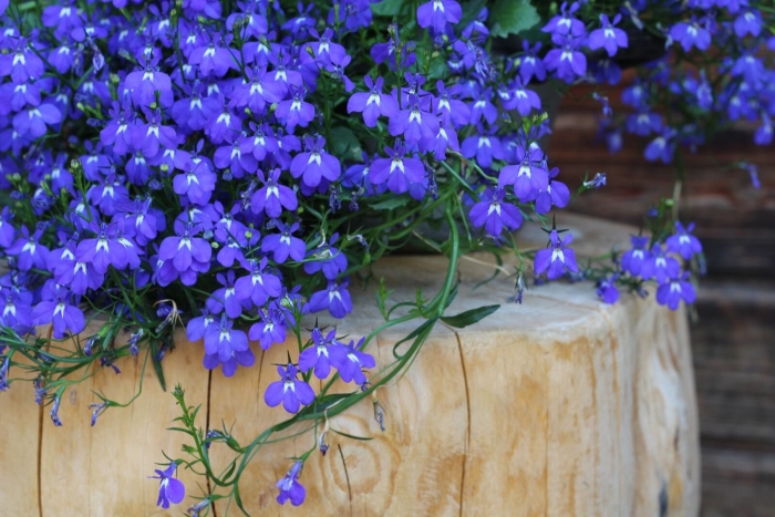 Лобелия ампельная сапфир