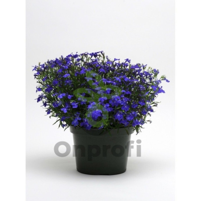 Лобелия длинночерешковая синий каскад