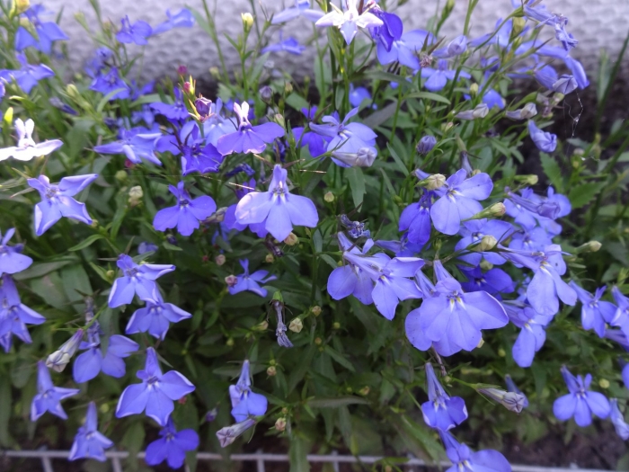 Лобелия белая