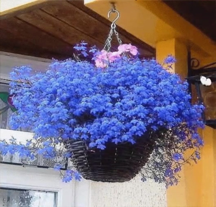 Лобелия ампельная синий каскад