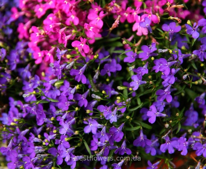 Лобелия однолетняя