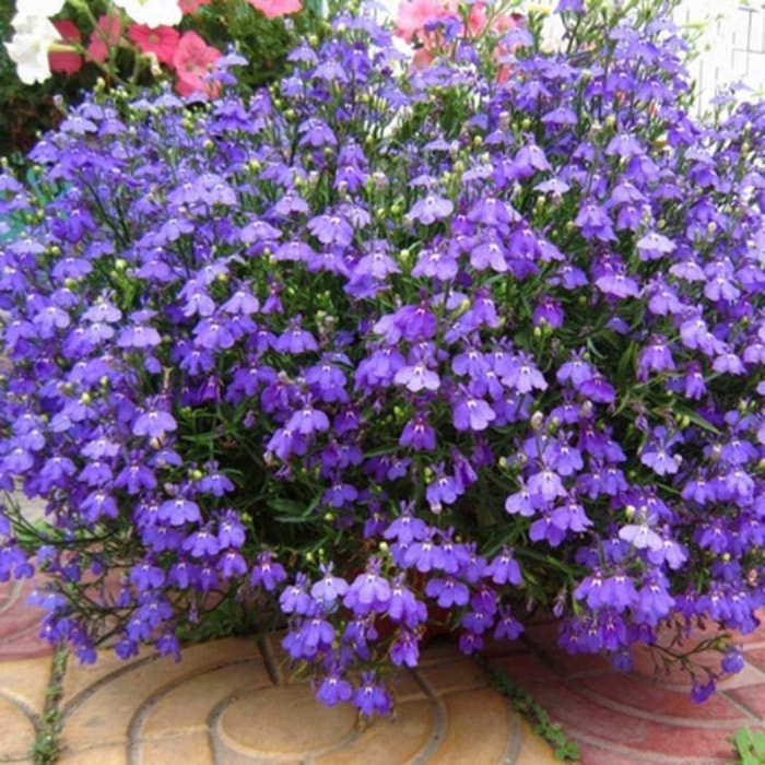 Лобелия ампельная регата лилак