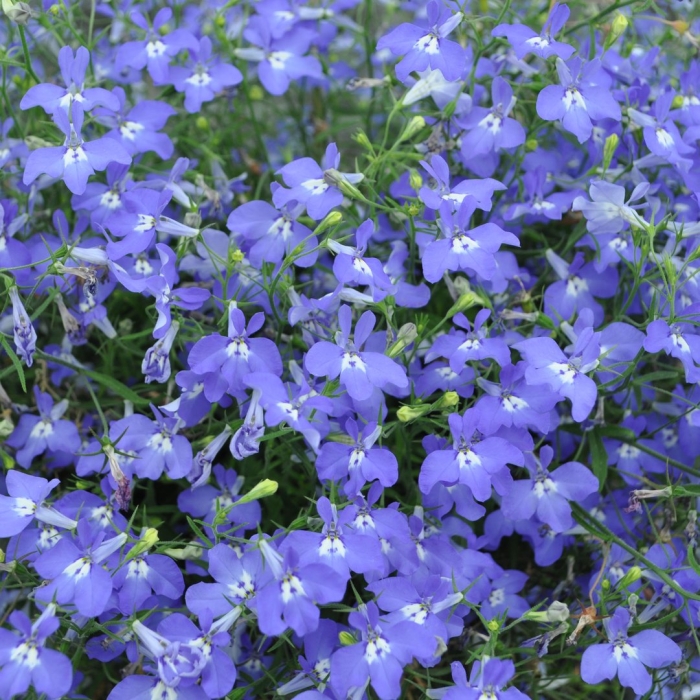 Лобелия регата блю скай