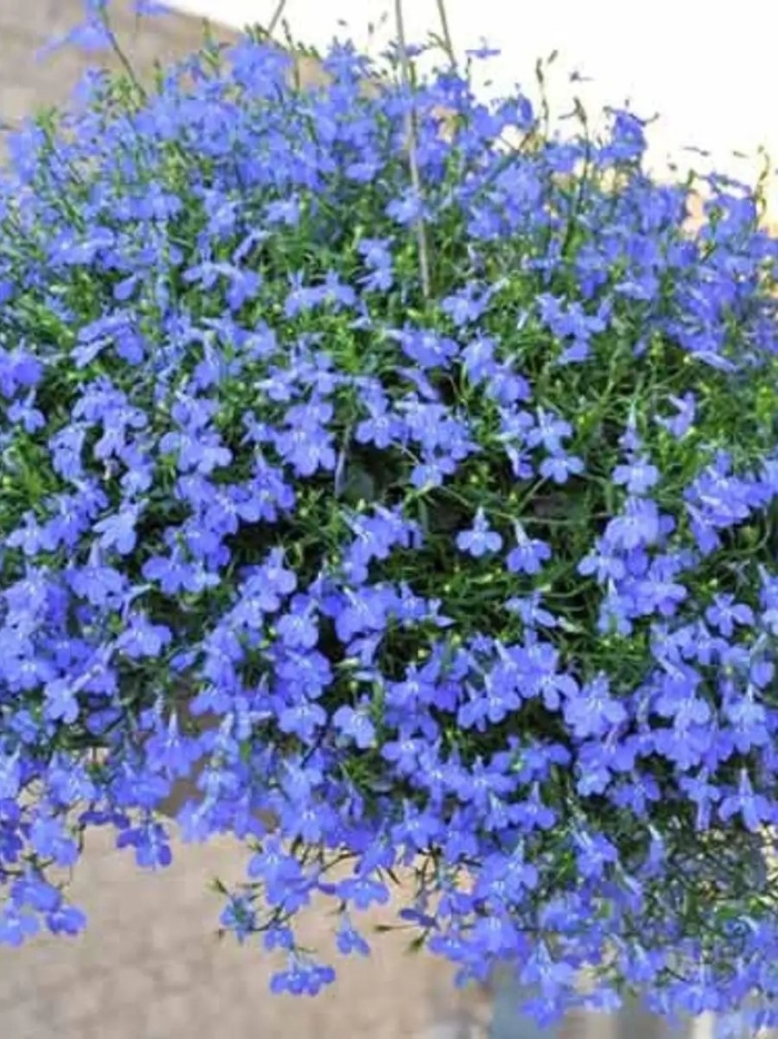 Лобелия ампельная регата