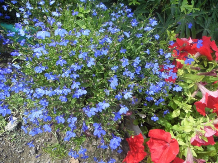 Лобелия дельфт