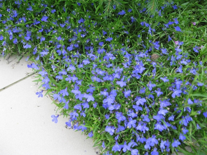 Лобелия бордюрная