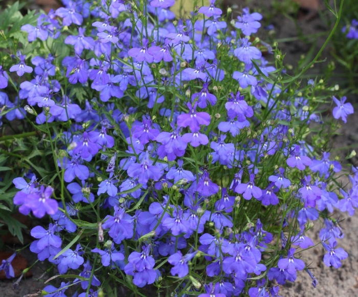 Лобелия император вилли