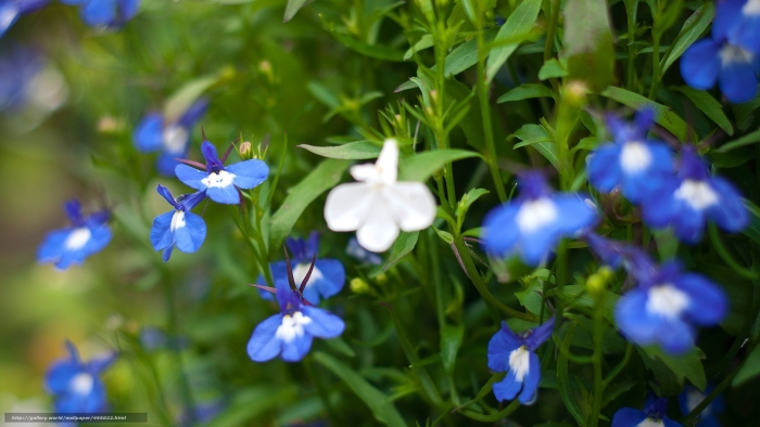 Лобелия ривьера блю айс