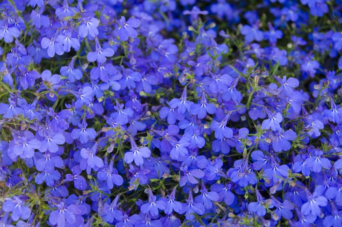 Лобелия длинночерешковая топаз