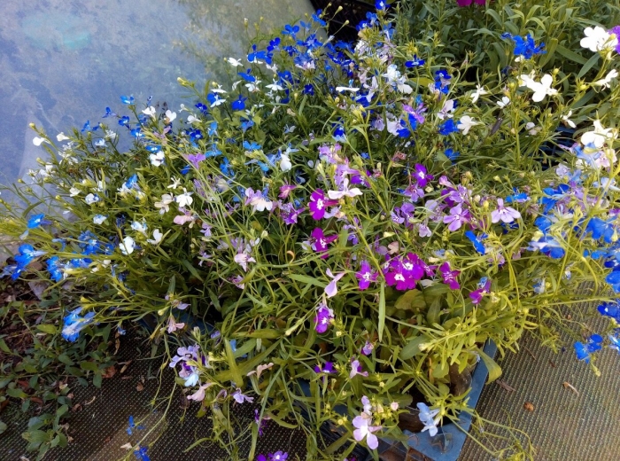 Лобелия кустовая