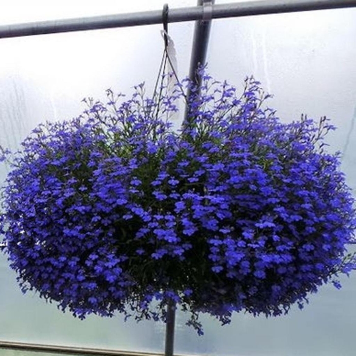 Лобелия ампельная каскад