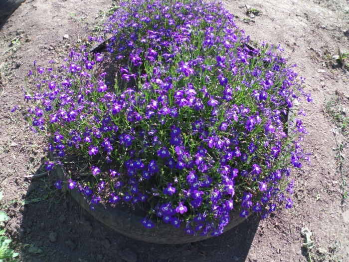 Лобелия ампельная