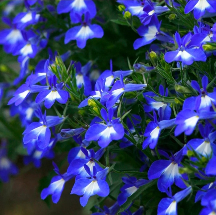 Лобелия сине-белый фонтан