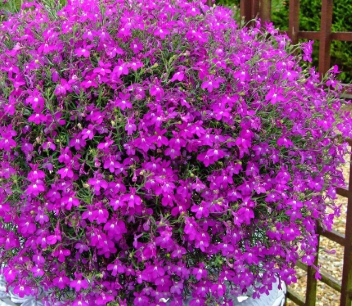 Лобелия каскад ампельная