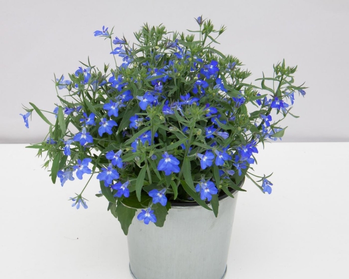 Лобелия curacao