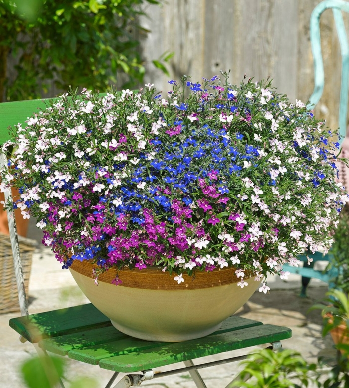 Лобелия каскад ампельная