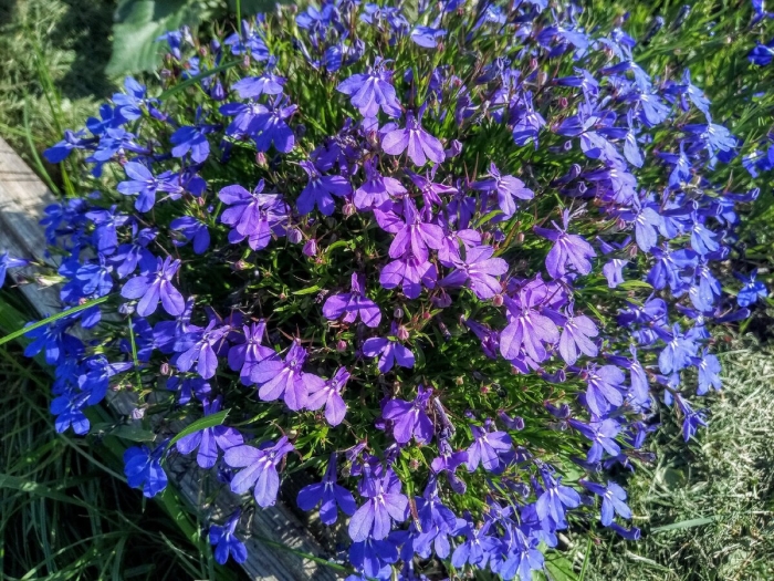 Лобелия император вильям