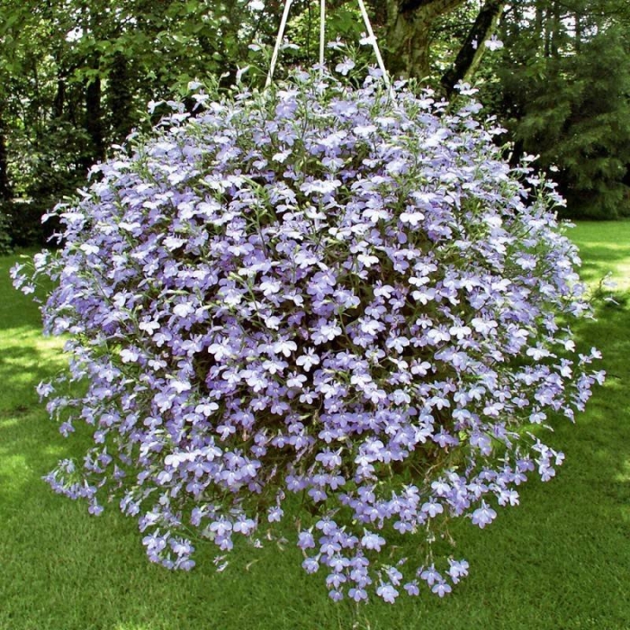 Лобелия ампельная регатта блу сплэш