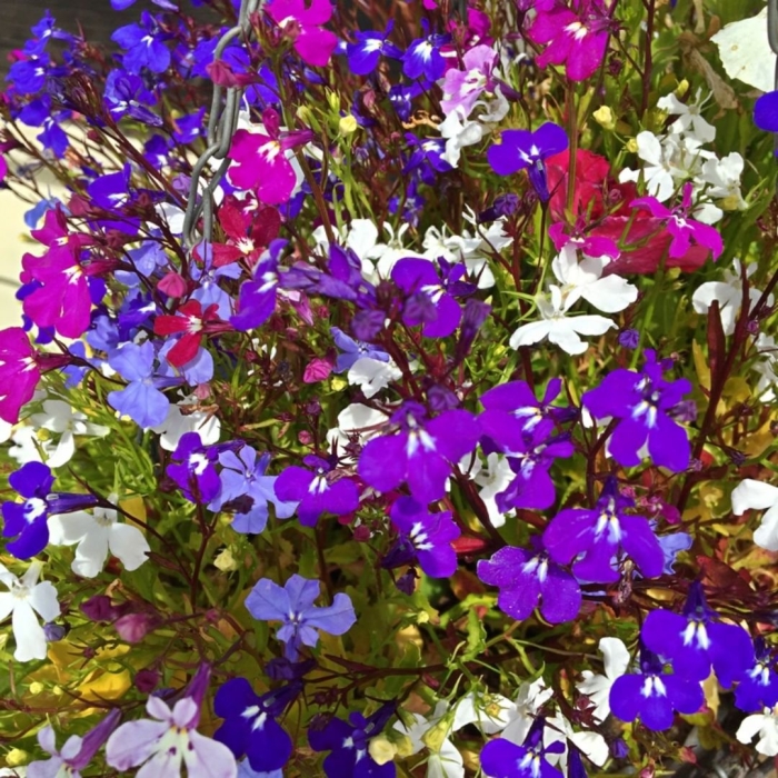 Лобелия жемчужная