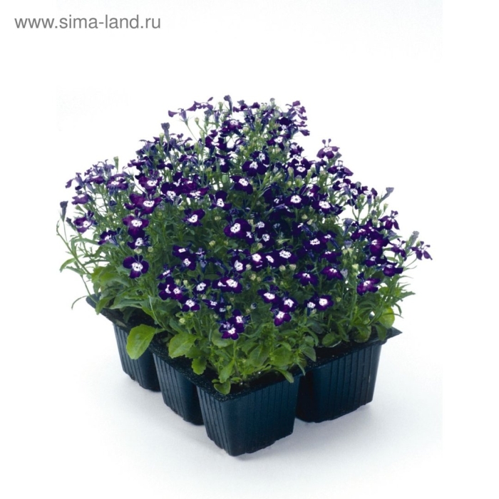 Лобелия ампельная рассада