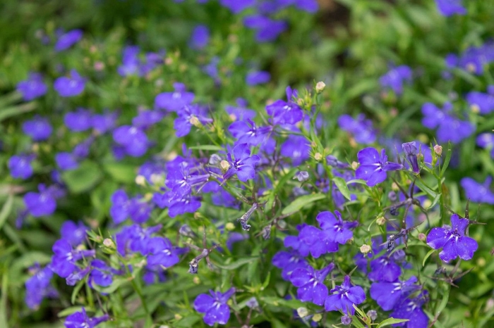 Лобелия каскадная ривьера блу ай