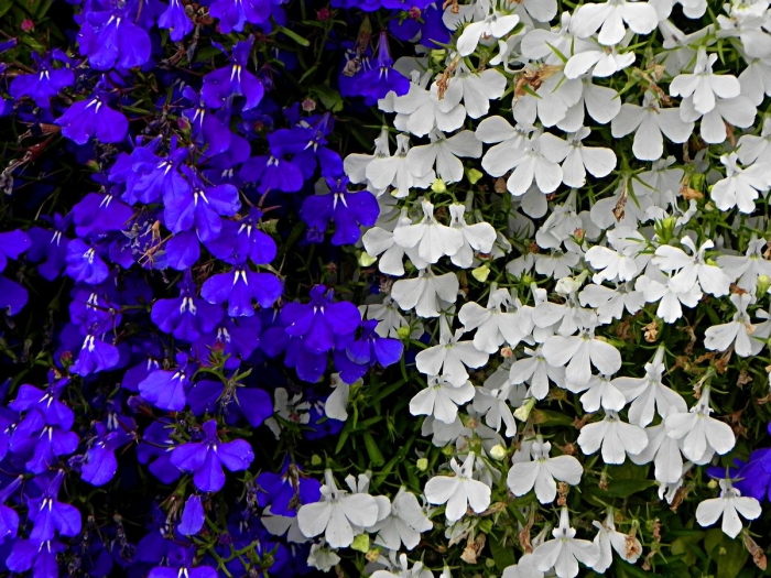 Лобелии эринус