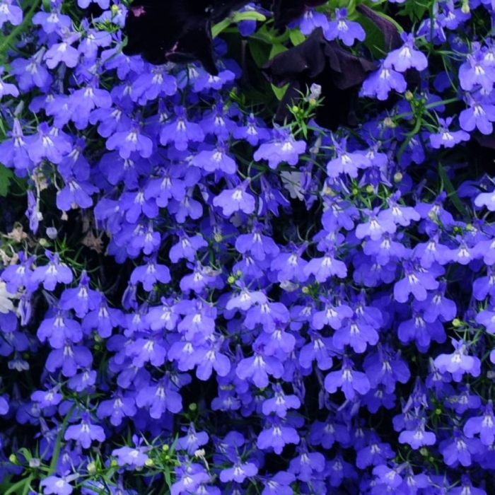 Лобелия садовая