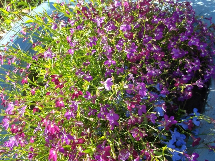 Лобелия ривьера лилак