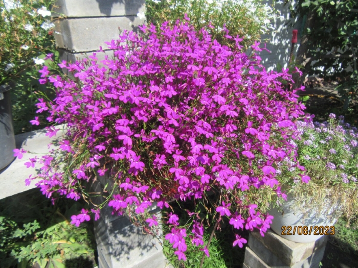 Лобелия вегетативная